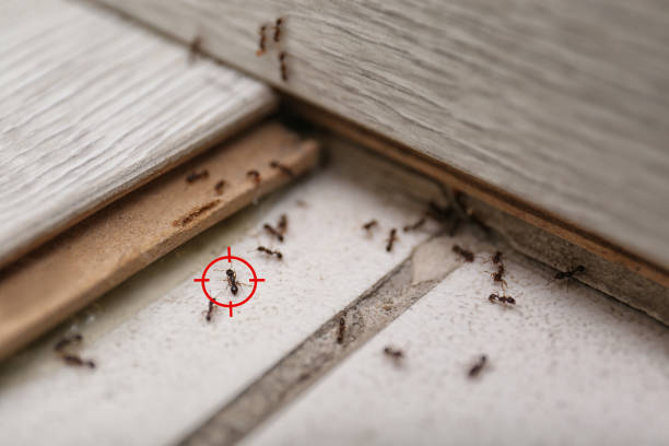 Best Best Pest Control Companies  in Hazel Park, MI