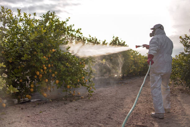 Best Termite Control Services  in Hazel Park, MI