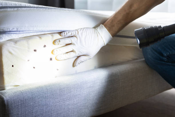 Best Pest Control Treatment  in Hazel Park, MI