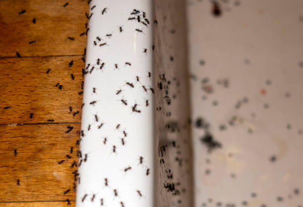 Best Pest Control for Businesses  in Hazel Park, MI
