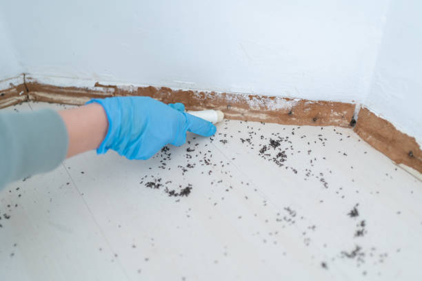 Best Commercial Pest Control Services  in Hazel Park, MI